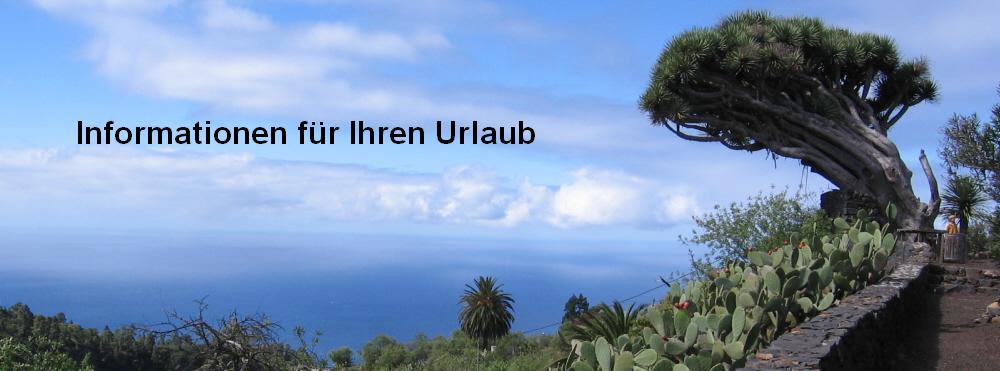La Palma Drachenbaum