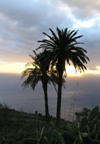 La Palma Palmen